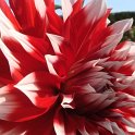 Dahlia x 'Blith Spirit'